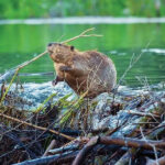 Water Animals