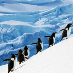 Ancient Ecosystems: Antarctica