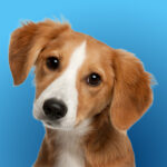 How to Adopt A Rescue Dog